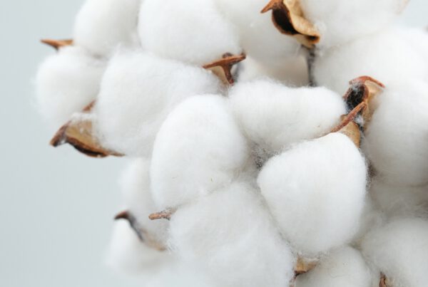 Ein Bund Pima Baumwolle vor einem gräulichen Hintergrund